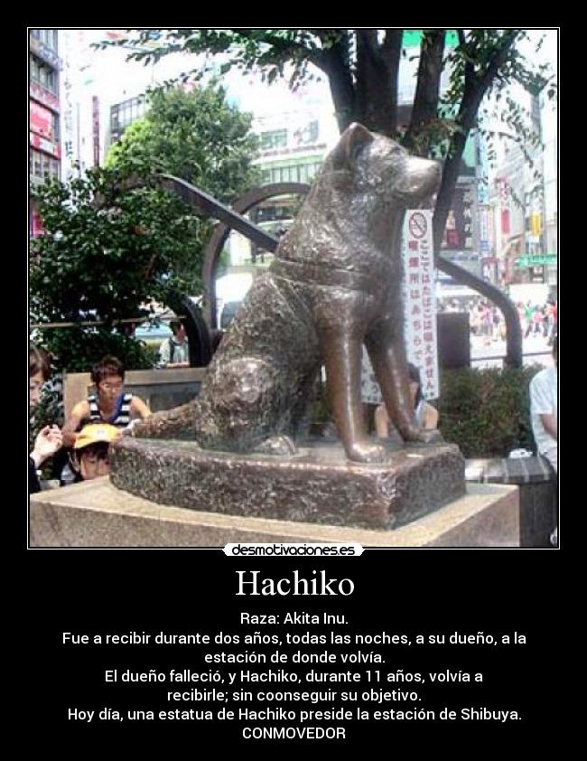 Hachiko - Raza: Akita Inu.
Fue a recibir durante dos años, todas las noches, a su dueño, a la
estación de donde volvía.
El dueño falleció, y Hachiko, durante 11 años, volvía a
recibirle; sin coonseguir su objetivo.
Hoy día, una estatua de Hachiko preside la estación de Shibuya.
CONMOVEDOR