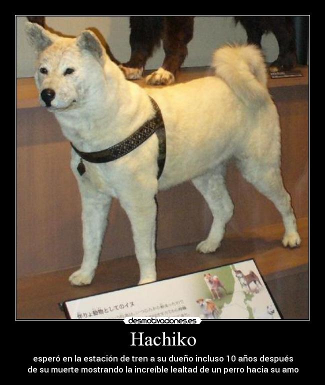 Hachiko -