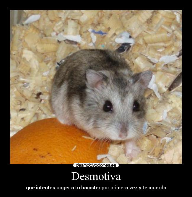 Desmotiva - que intentes coger a tu hamster por primera vez y te muerda