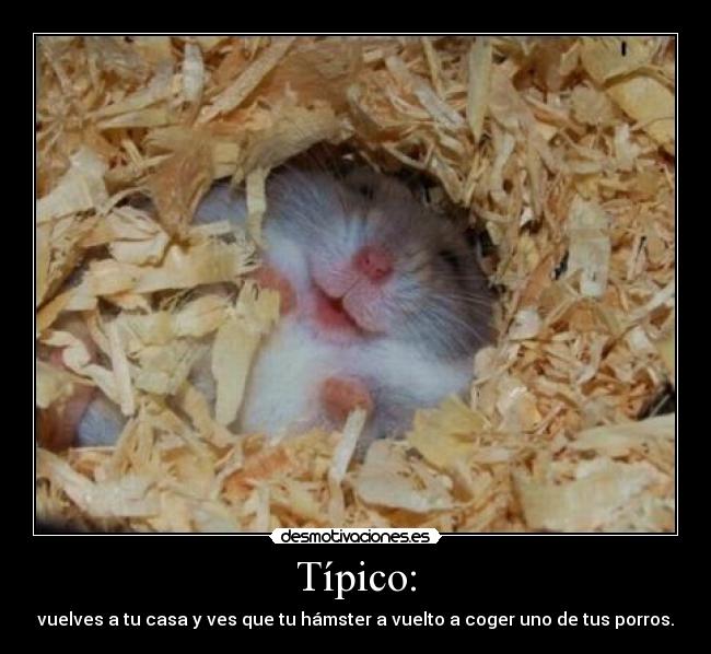 Típico: - vuelves a tu casa y ves que tu hámster a vuelto a coger uno de tus porros.