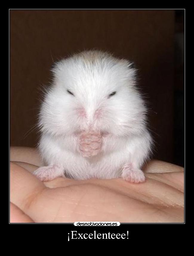 carteles excelente hamster desmotivaciones