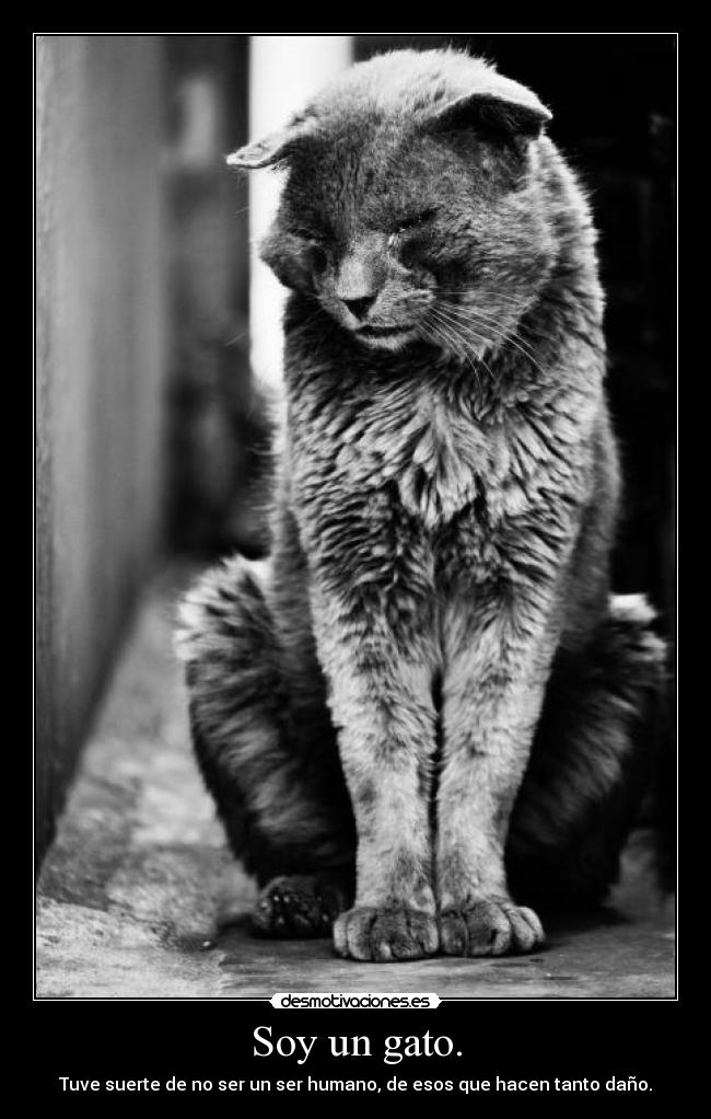 carteles gatossuerte humano dano bla bla bla yber desmotivaciones