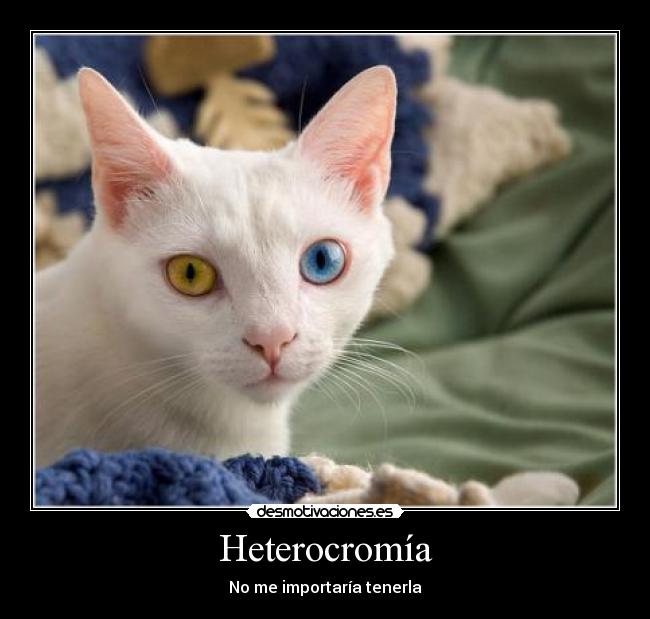 Heterocromía - No me importaría tenerla