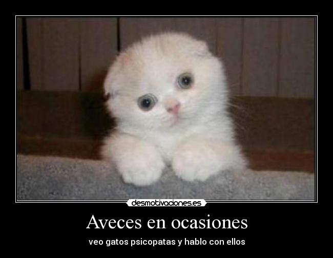 Aveces en ocasiones - veo gatos psicopatas y hablo con ellos