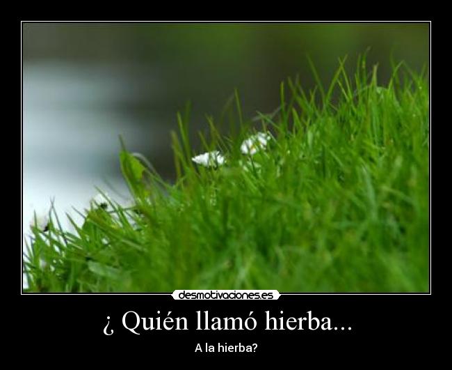 ¿ Quién llamó hierba... - 