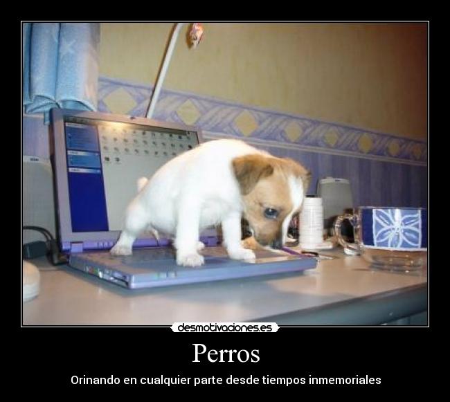 Perros - Orinando en cualquier parte desde tiempos inmemoriales