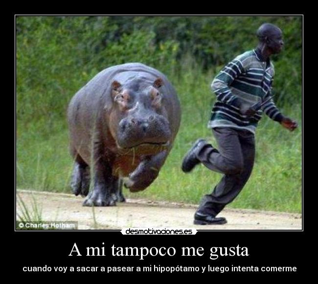 A mi tampoco me gusta -