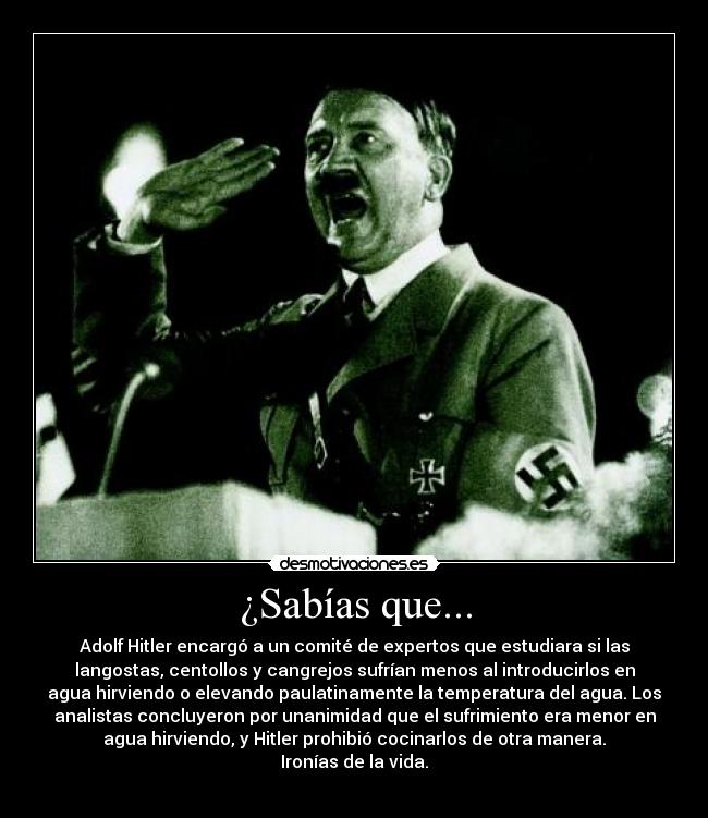 ¿Sabías que... - Adolf Hitler encargó a un comité de expertos que estudiara si las
langostas, centollos y cangrejos sufrían menos al introducirlos en
agua hirviendo o elevando paulatinamente la temperatura del agua. Los
analistas concluyeron por unanimidad que el sufrimiento era menor en
agua hirviendo, y Hitler prohibió cocinarlos de otra manera.
Ironías de la vida.
