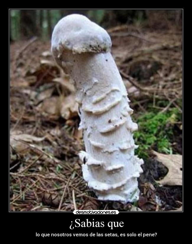 ¿Sabias que - lo que nosotros vemos de las setas, es solo el pene?