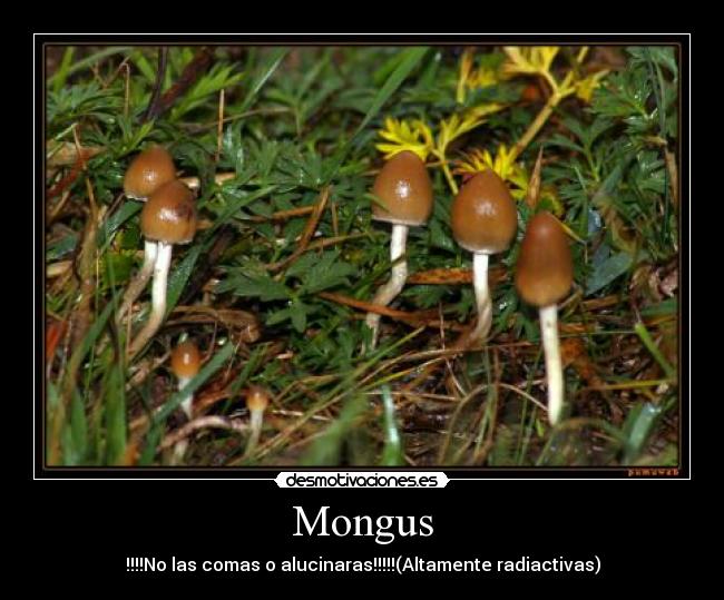 Mongus - !!!!No las comas o alucinaras!!!!!(Altamente radiactivas)