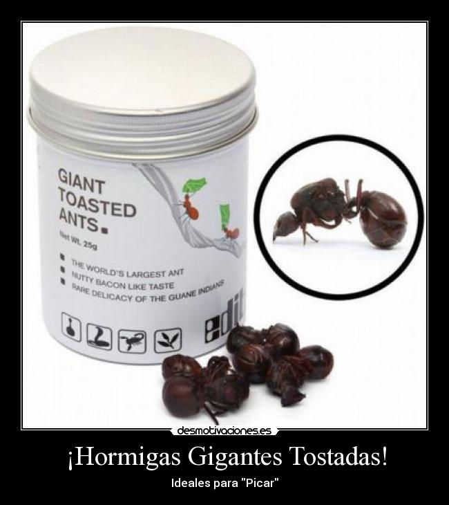 ¡Hormigas Gigantes Tostadas! - Ideales para Picar