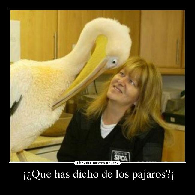 ¡¿Que has dicho de los pajaros?¡ - 
