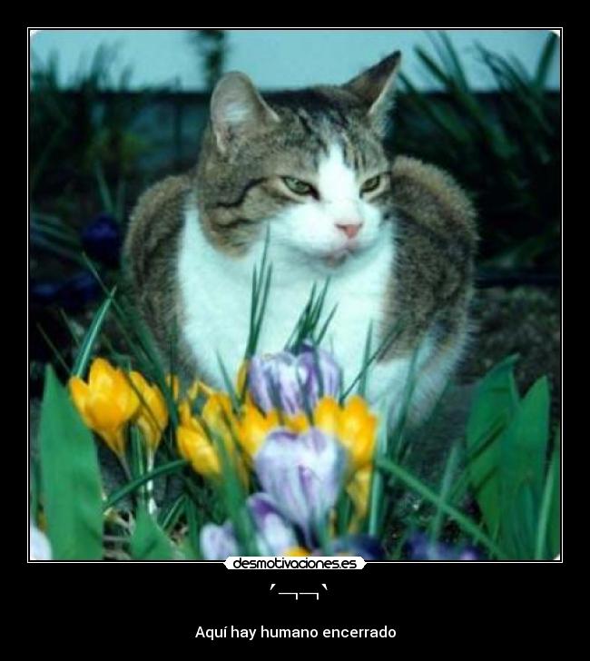 ´¬¬` - Aquí hay humano encerrado