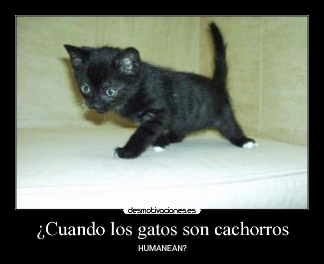 ¿Cuando los gatos son cachorros - HUMANEAN?