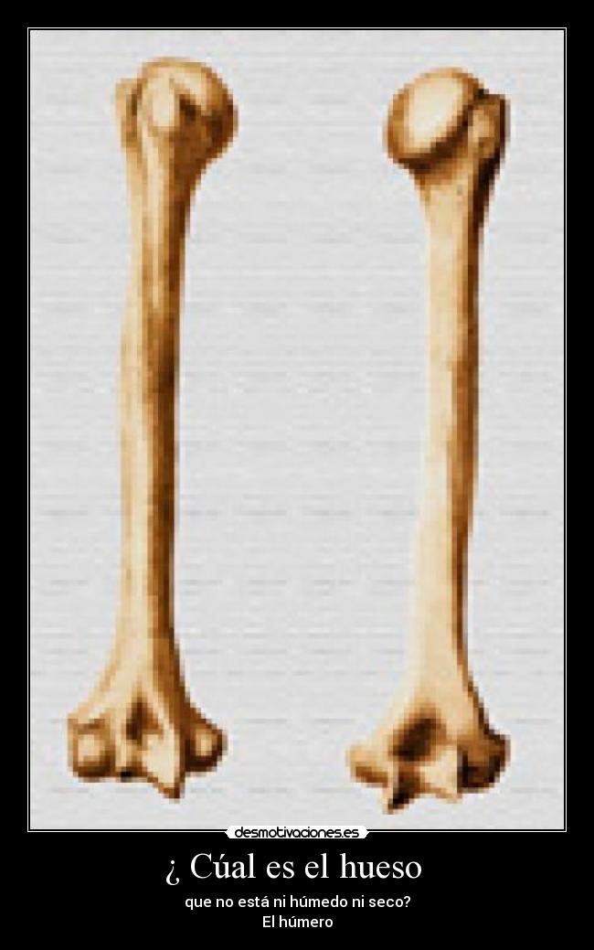 ¿ Cúal es el hueso - que no está ni húmedo ni seco?
El húmero