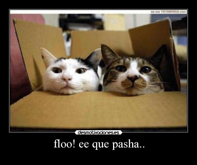floo! ee que pasha.. -