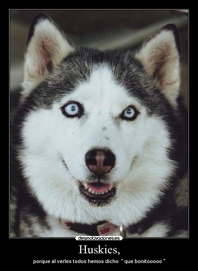 Huskies, - porque al verles todos hemos dicho que bonitooooo