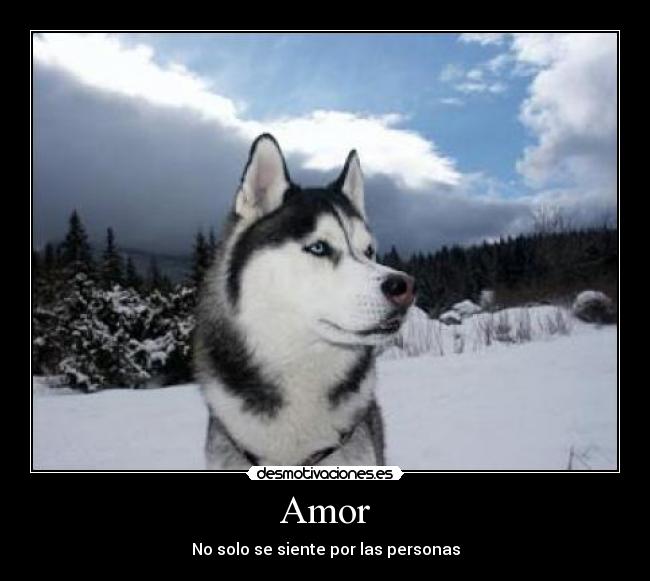 carteles amor amor husky siberiano solo personas desmotivaciones