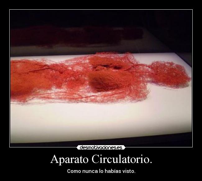 carteles aparato circulatio anatomia sangre venas desmotivaciones