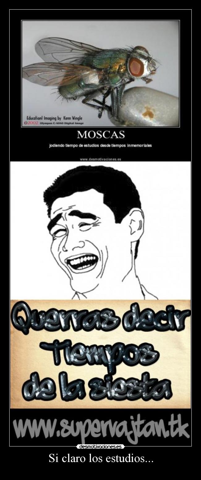 Si claro los estudios... -