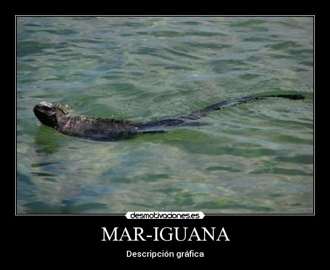 MAR-IGUANA - 