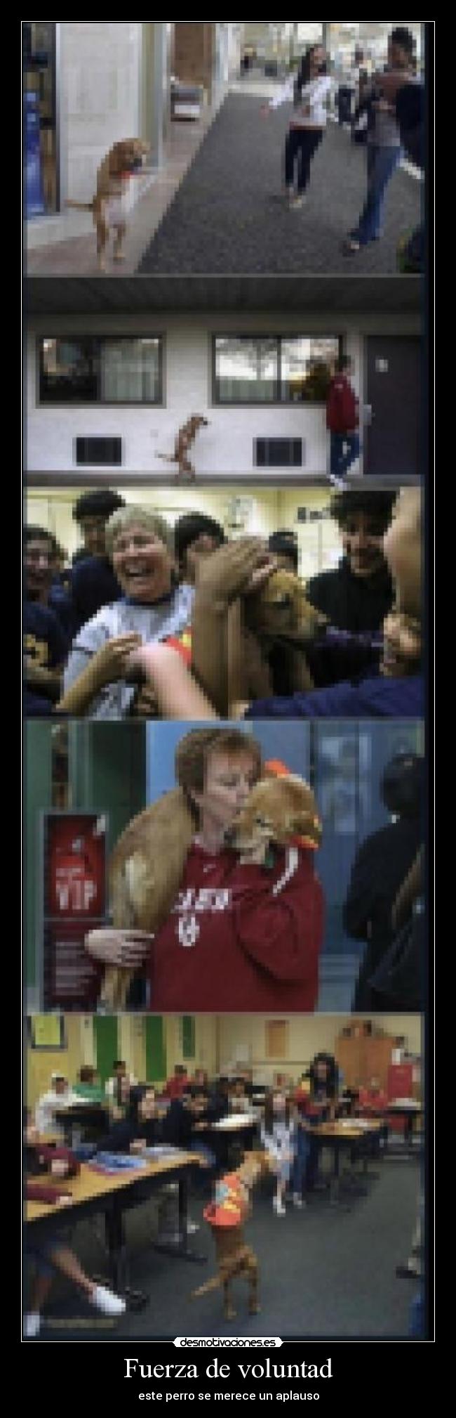 Fuerza de voluntad - este perro se merece un aplauso