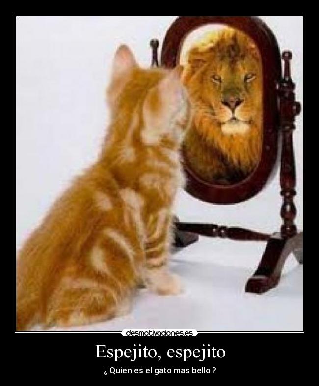 Espejito, espejito - ¿ Quien es el gato mas bello ?