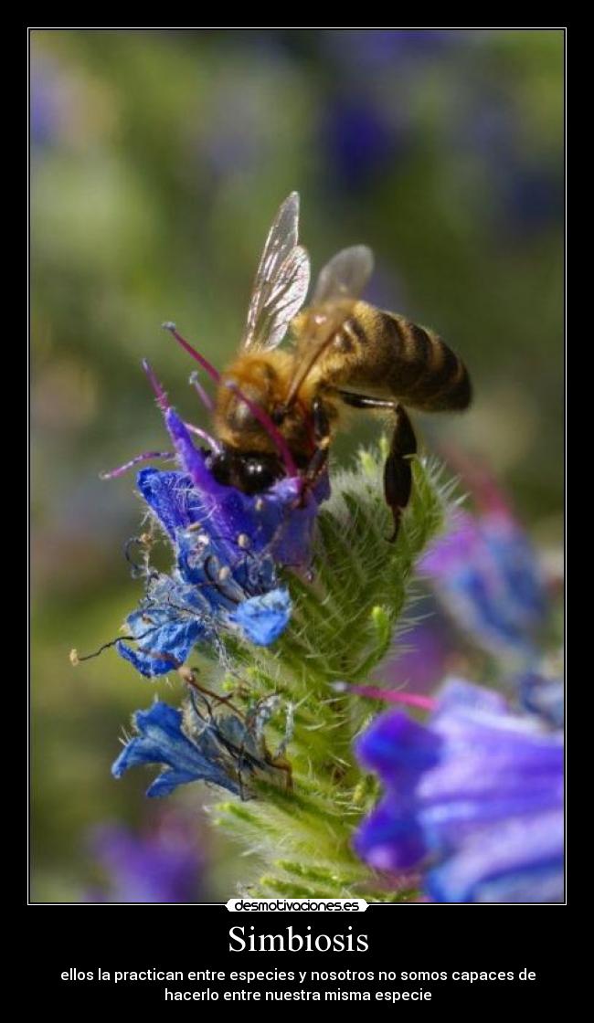 Simbiosis - ellos la practican entre especies y nosotros no somos capaces de
hacerlo entre nuestra misma especie