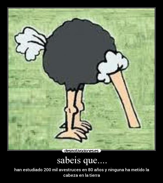 sabeis que.... - han estudiado 200 mil avestruces en 80 años y ninguna ha metido la
cabeza en la tierra