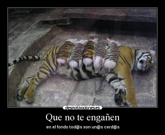 carteles animales disfraces enganos humor cerdo tigre animal desmotivaciones