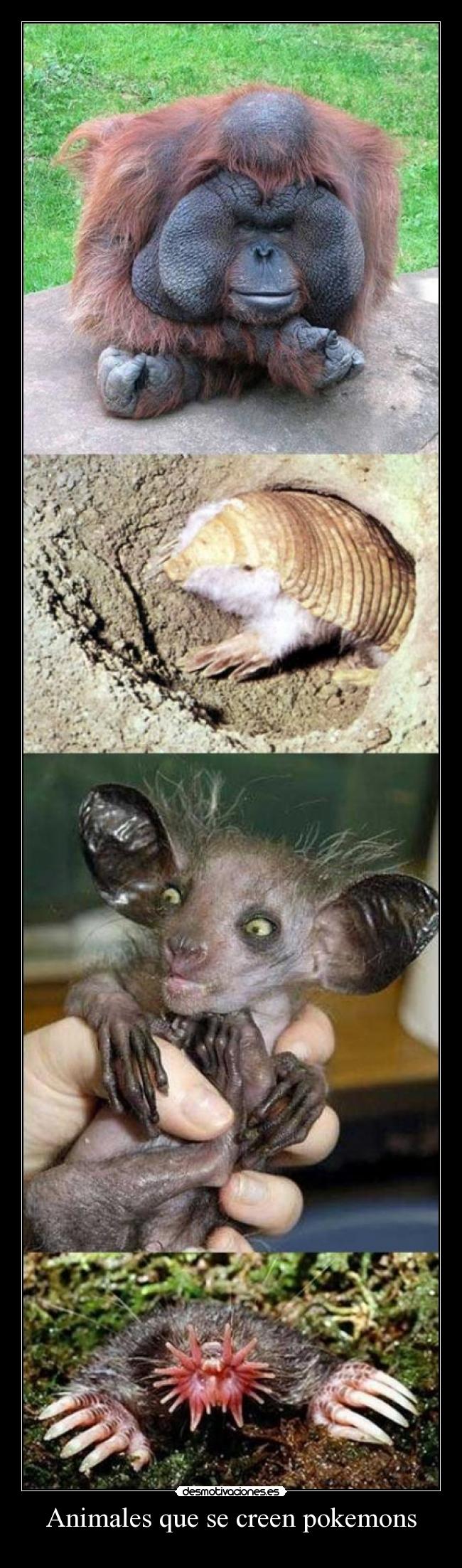 Animales que se creen pokemons -