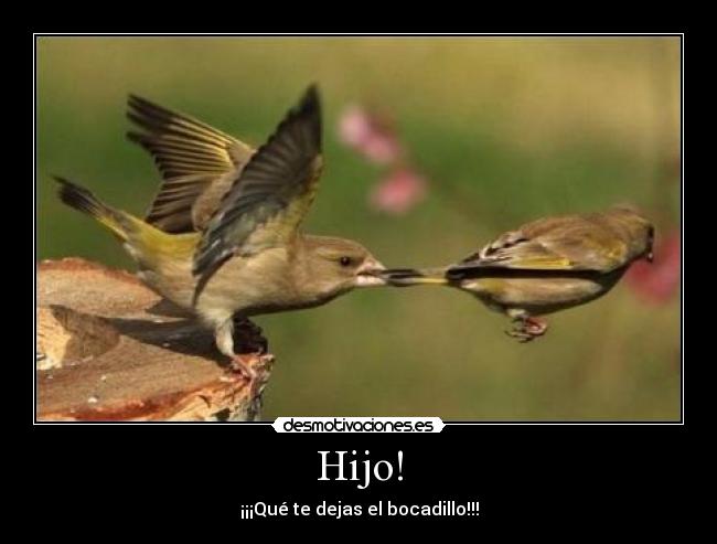 Hijo! - 