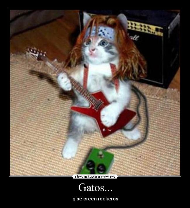 Gatos... - 