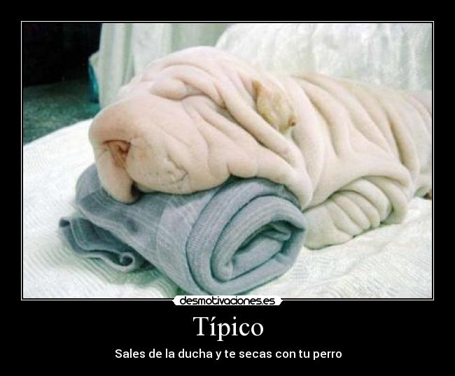 Típico - Sales de la ducha y te secas con tu perro