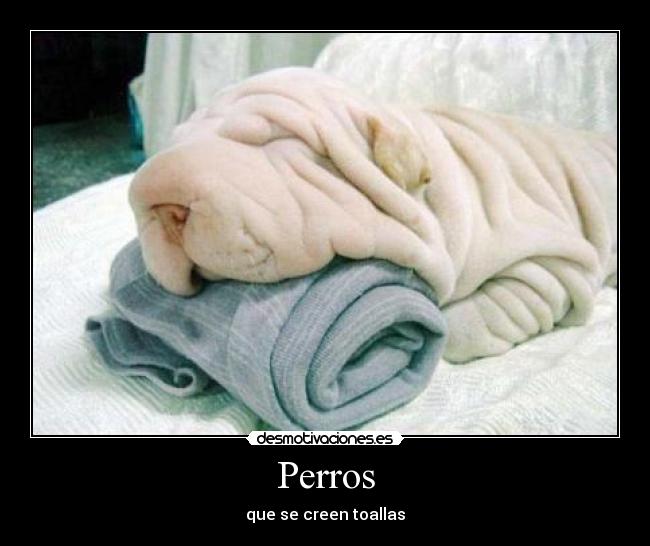 Perros -
