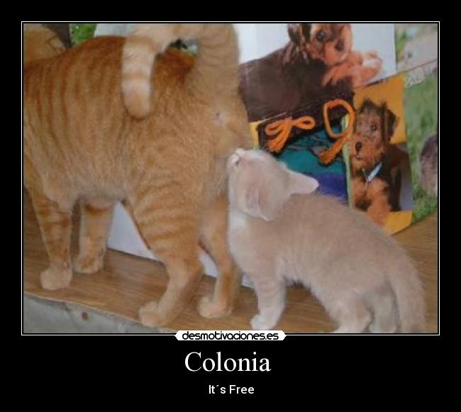 Colonia - It´s Free