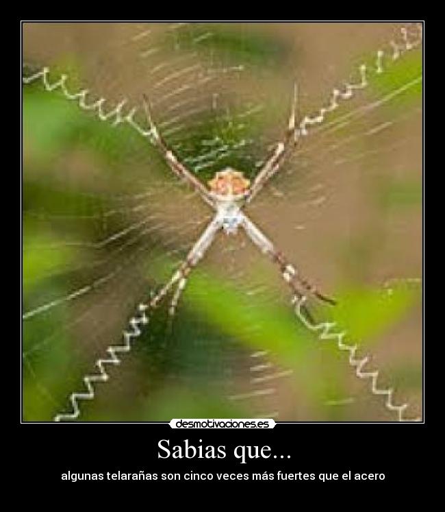 Sabias que... - 