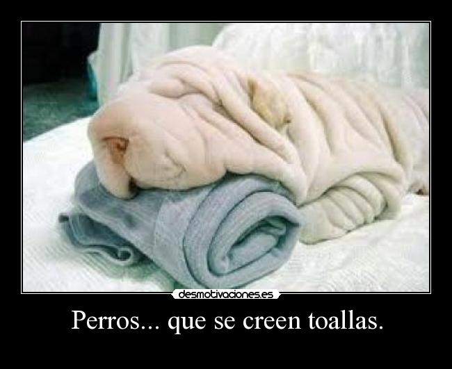 Perros... que se creen toallas. -