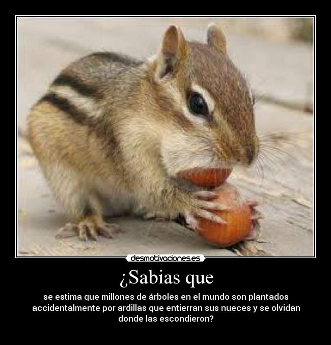 carteles ardillas desmotivaciones