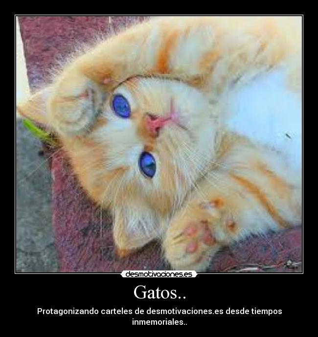 Gatos.. -