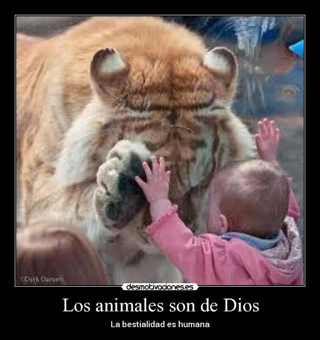 carteles animales dios animales dios bebe convivencia ternura desmotivaciones