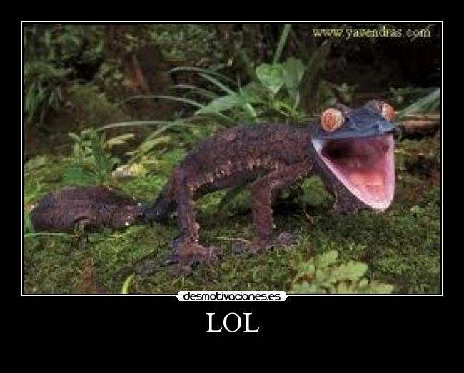 LOL -