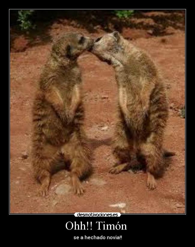 Ohh!! Timón - se a hechado novia!!