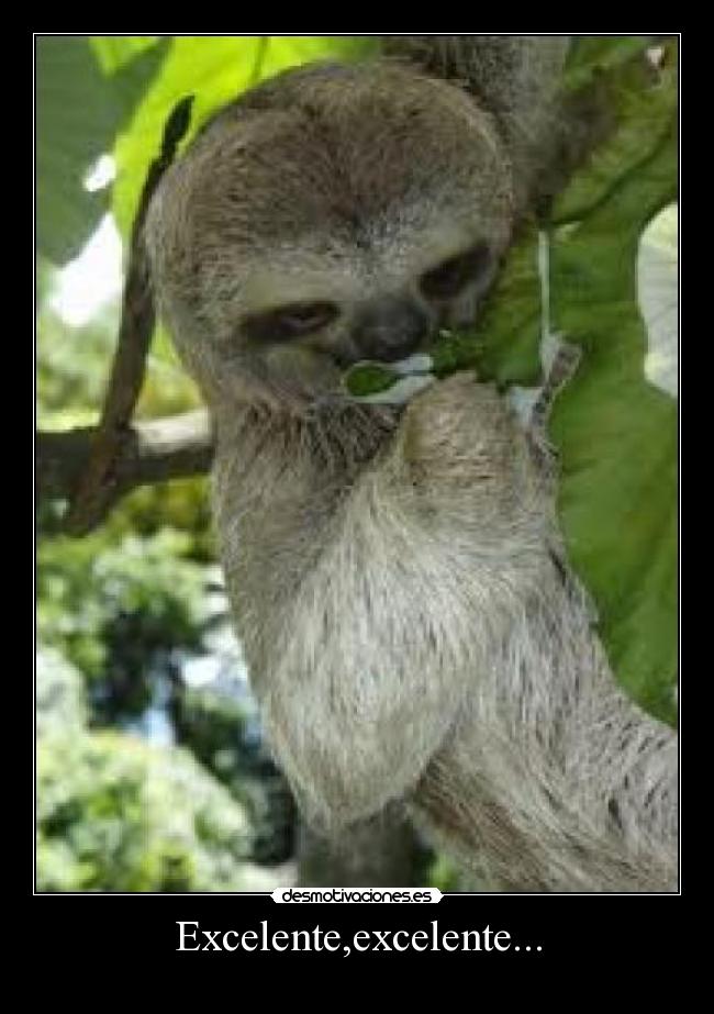 Excelente,excelente... -