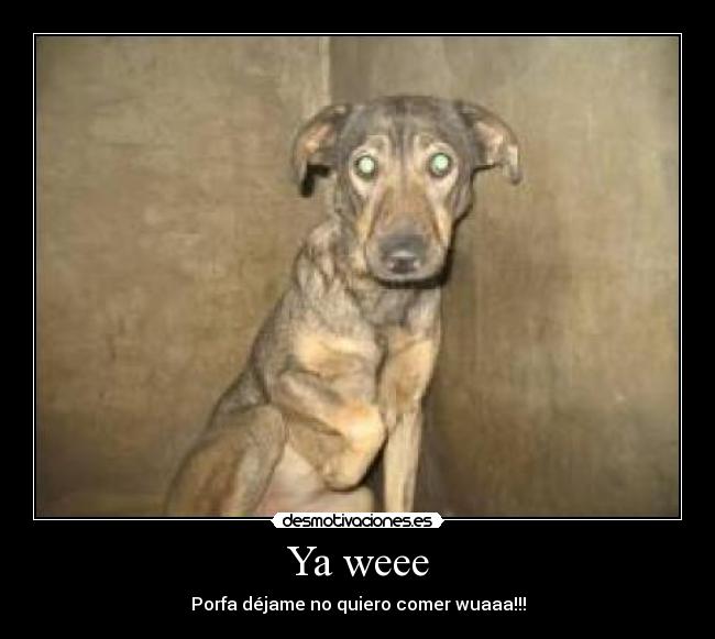 Ya weee - Porfa déjame no quiero comer wuaaa!!!