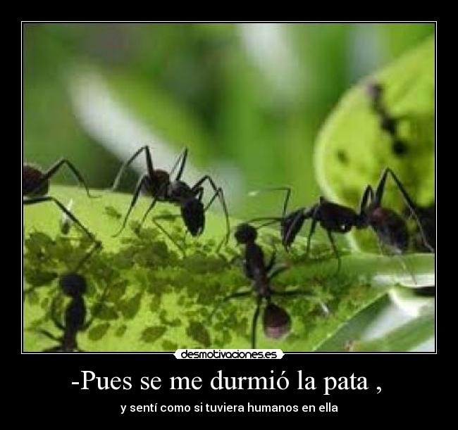 -Pues se me durmió la pata , - y sentí como si tuviera humanos en ella