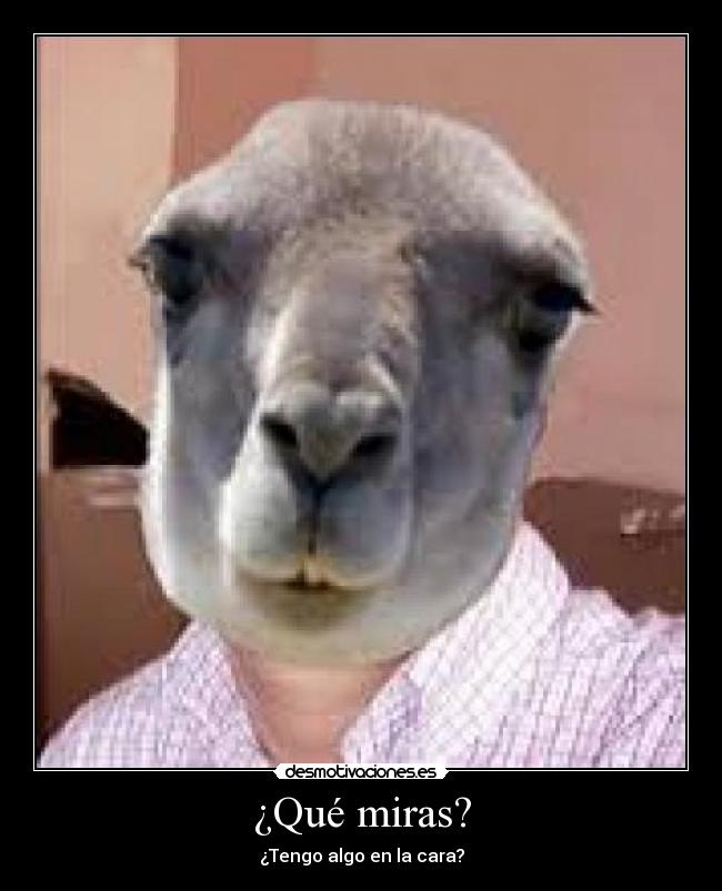 ¿Qué miras? -