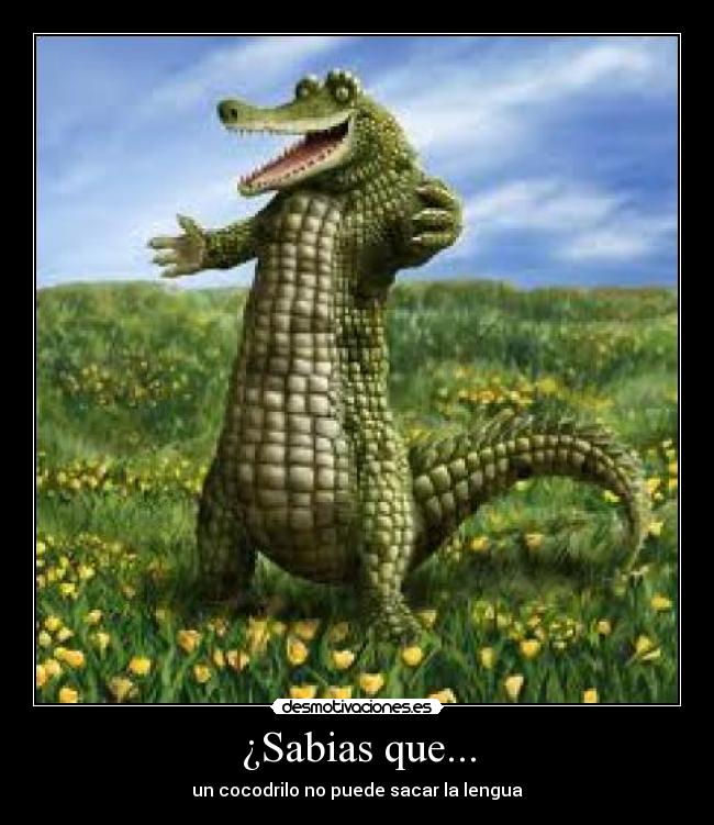 ¿Sabias que... - un cocodrilo no puede sacar la lengua