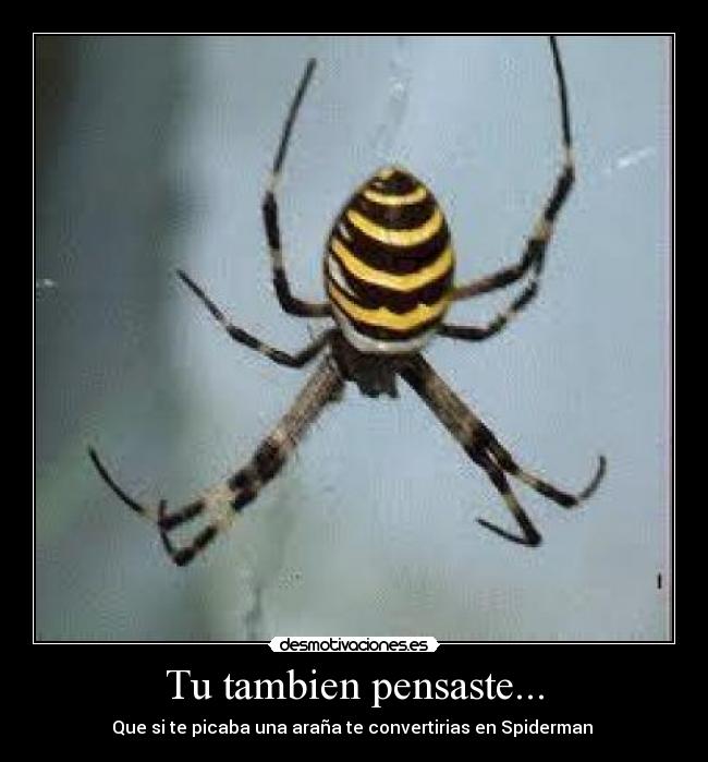 Tu tambien pensaste... - 