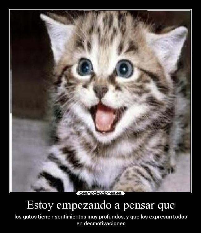 Estoy empezando a pensar que - los gatos tienen sentimientos muy profundos, y que los expresan todos
en desmotivaciones
